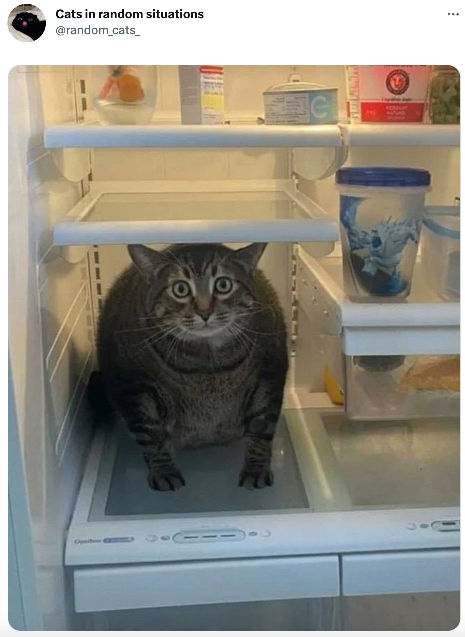 Cat in fridge