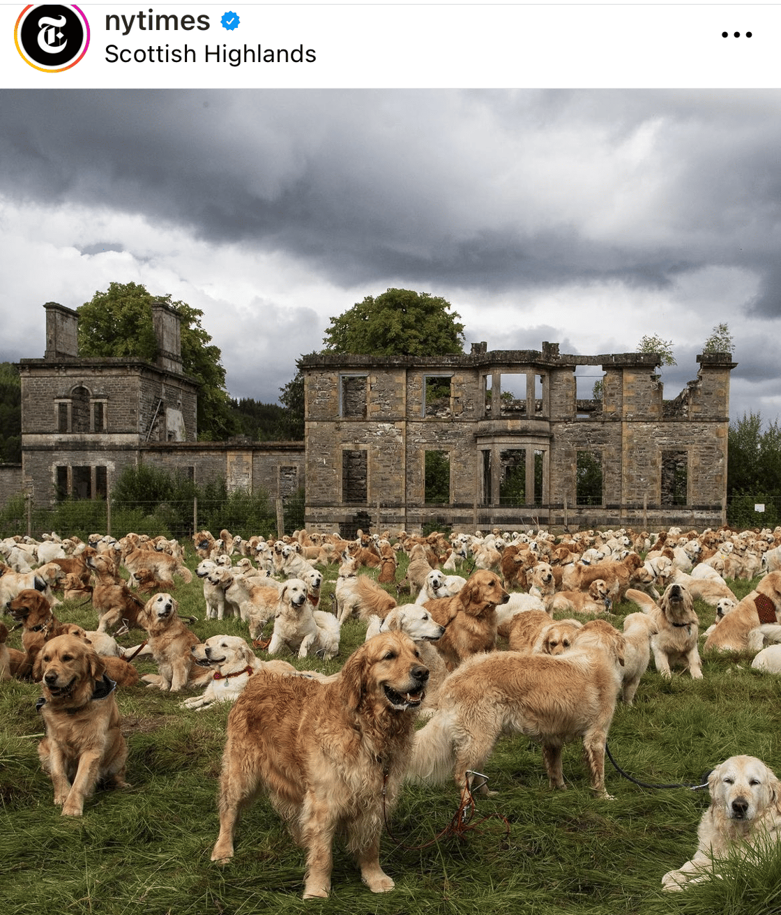 Dogs on NYT Instagram
