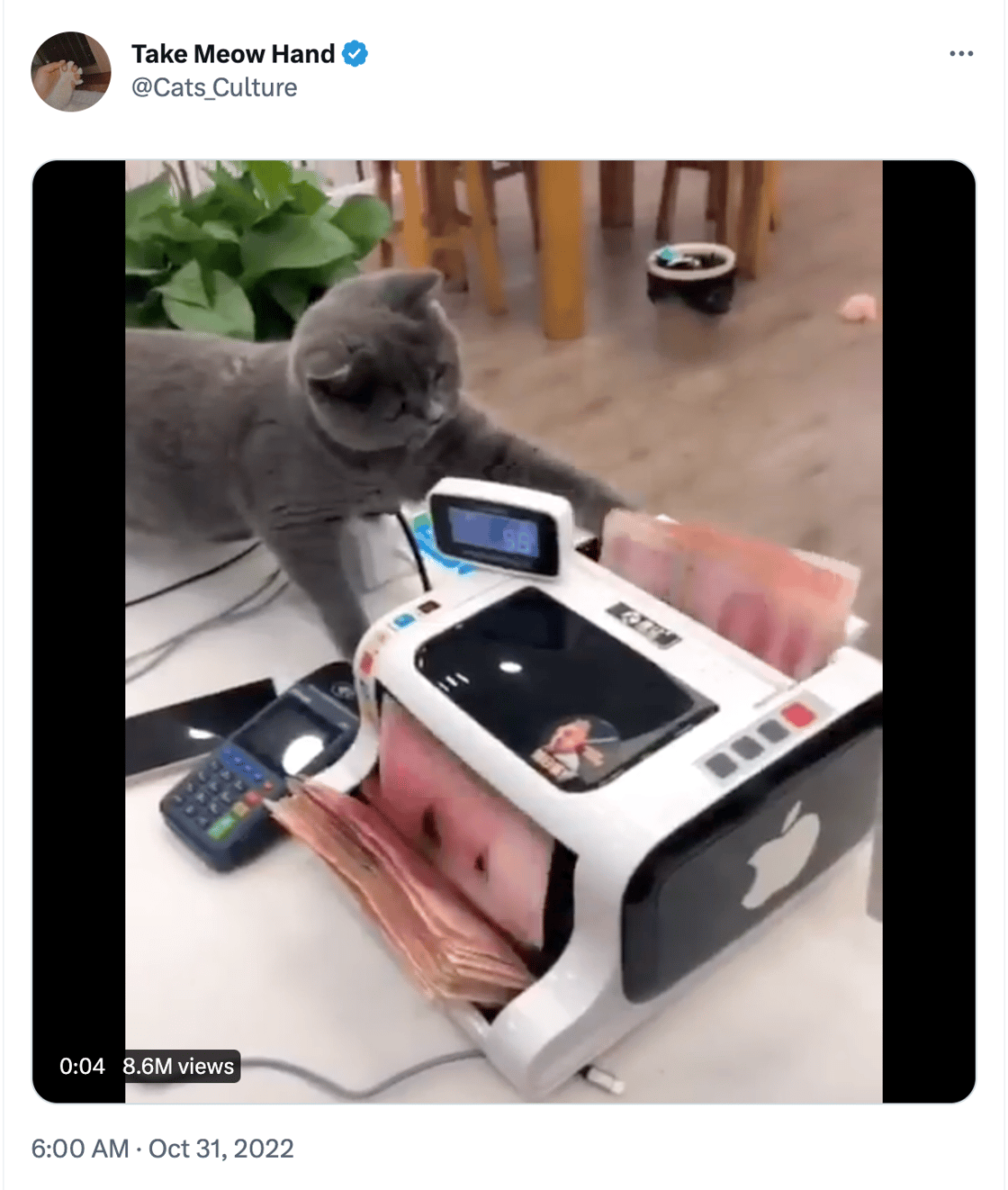 Cat counting money