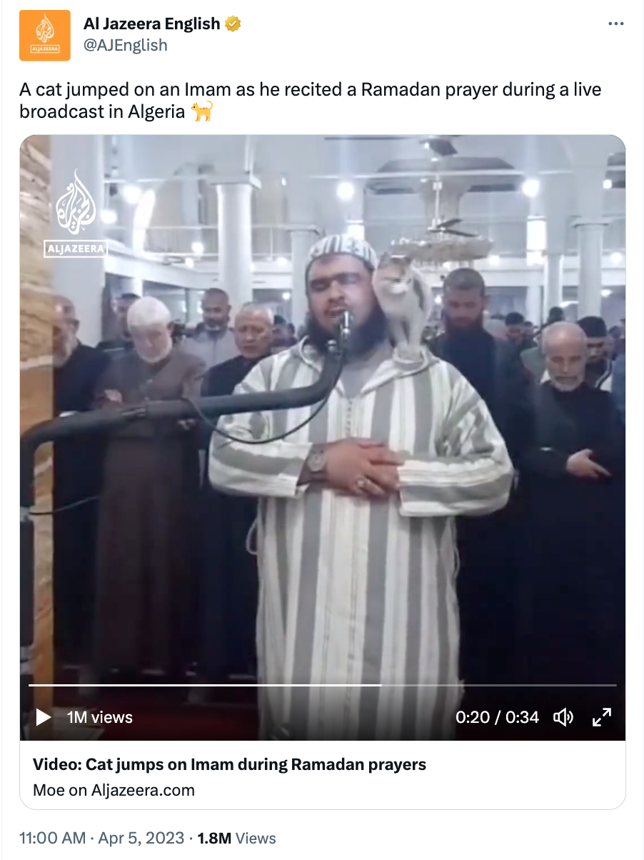 Cat at Ramadan prayers