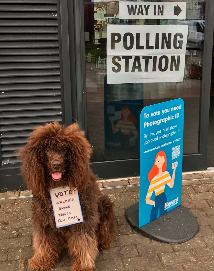 Dog at polling station