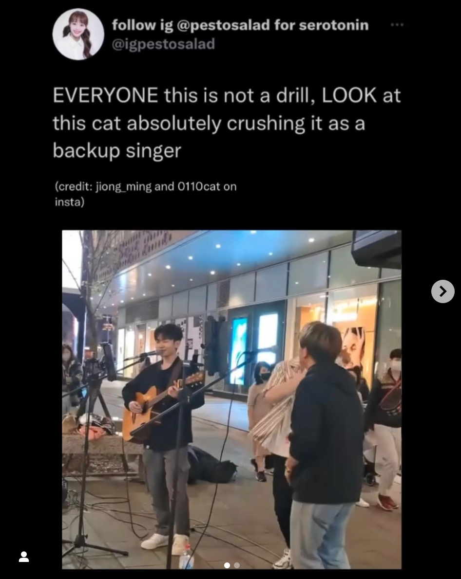 Cat crushing it as a backup singer