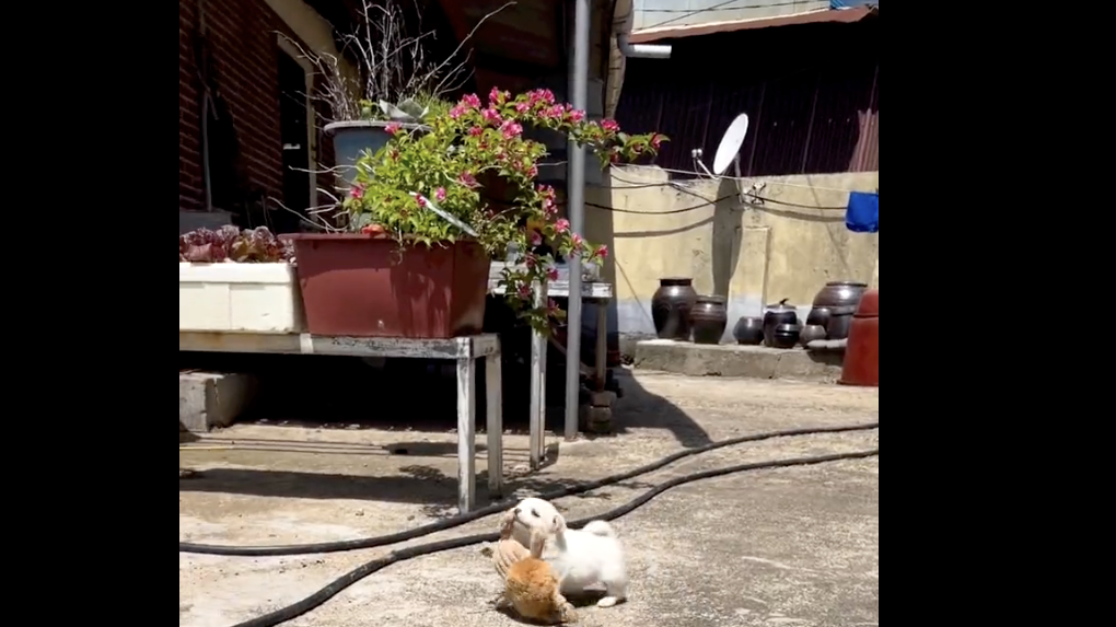 Tweet of dog carrying teddy from @contextdogs