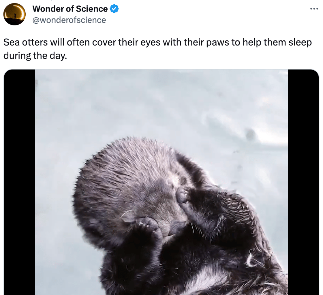 Wonder of science tweet with image of otter covering their eyes