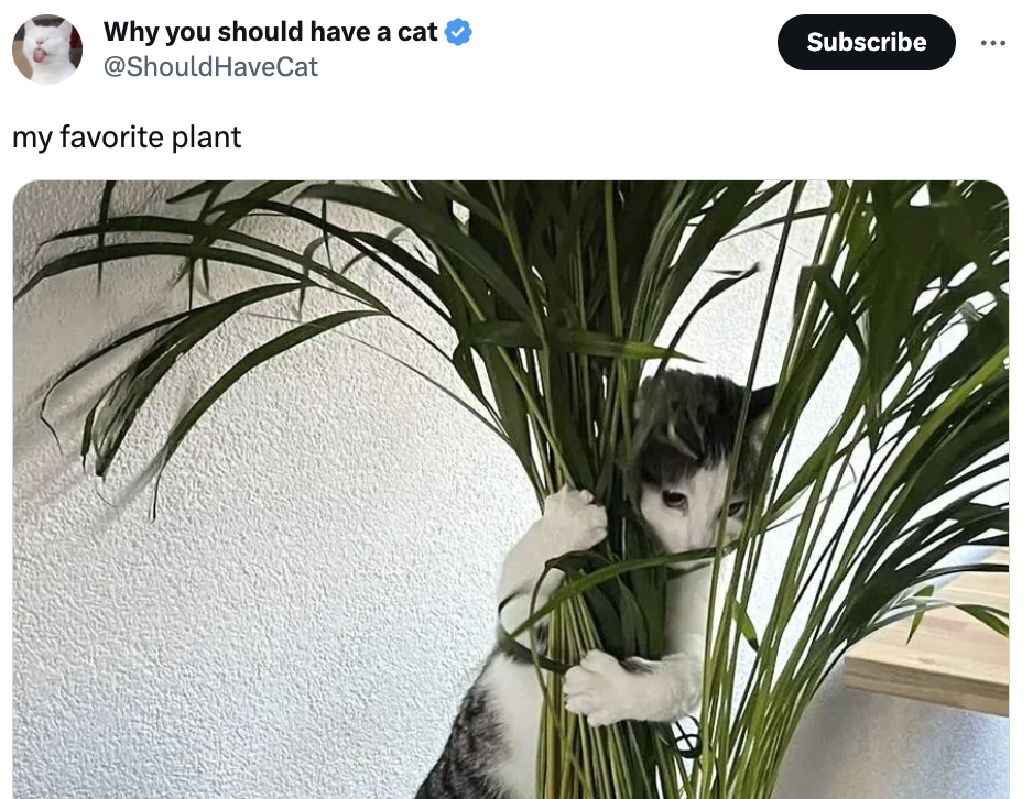 Cat hiding behind a plant