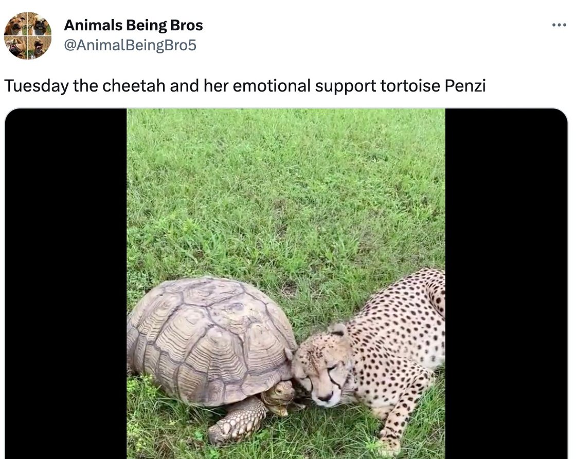 Tuesday the Cheetah tweet
