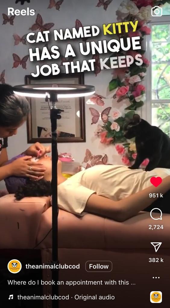 Kitty massage cat
