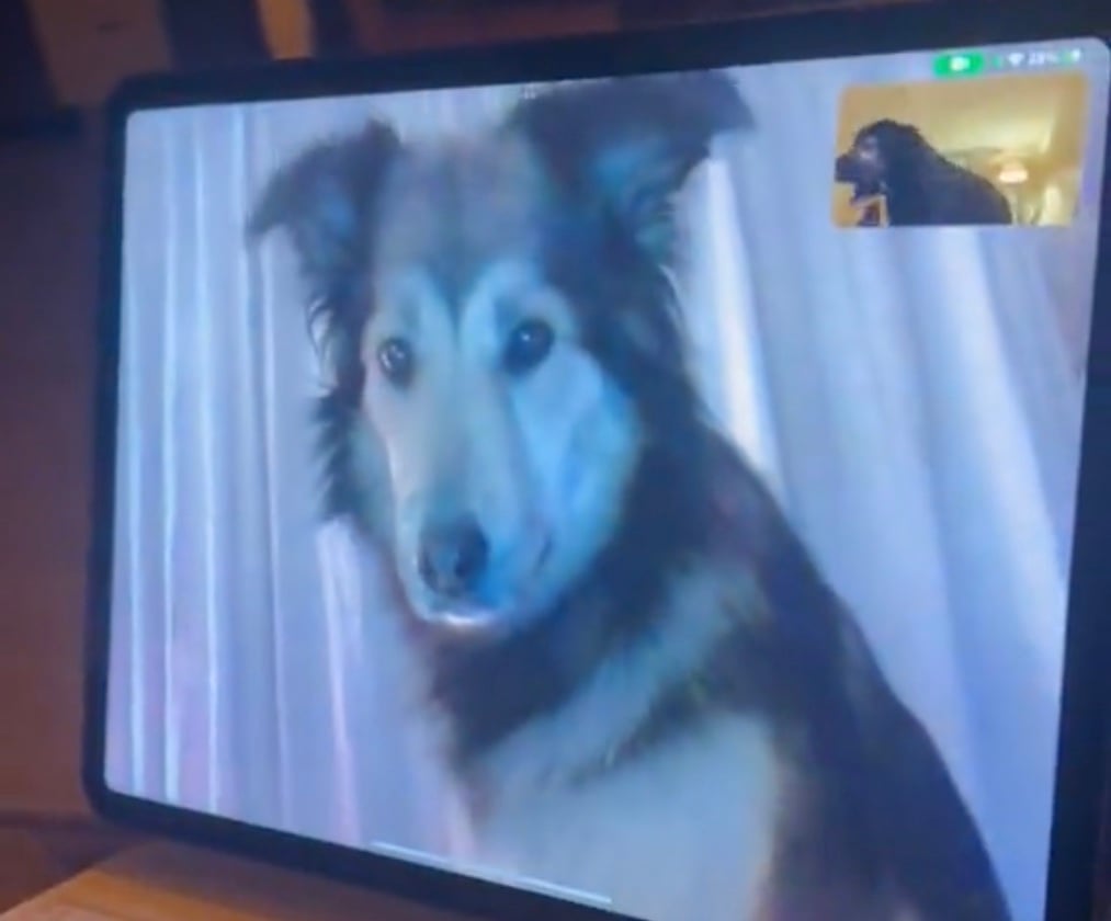 rollo